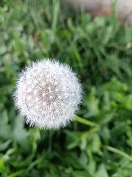 Dandelion Stock Photos