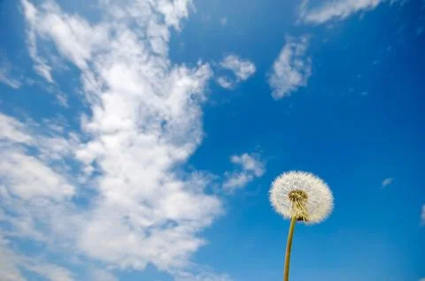 Dandelion Stock Photos