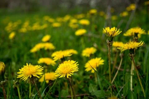 Dandelion Stock Photos