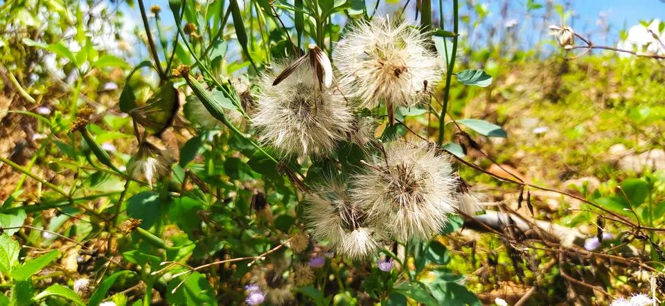 Dandelion Stock Photos