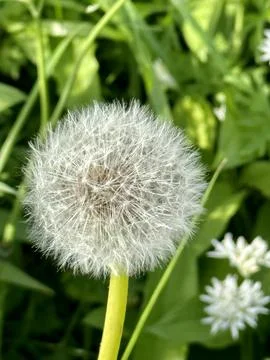 Dandelion Stock Photos