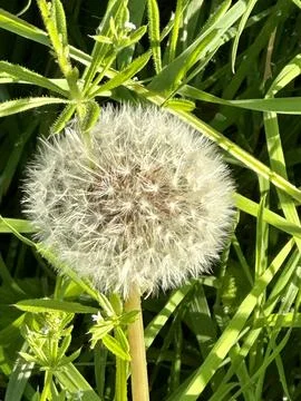Dandelion Stock Photos