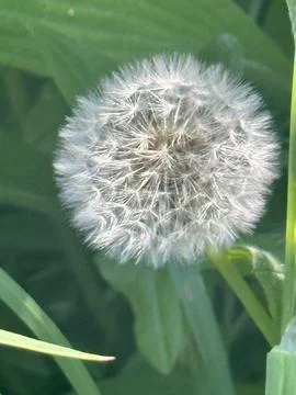 Dandelion Stock Photos