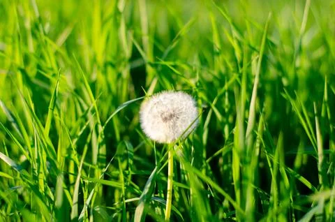 Dandelion Stock Photos