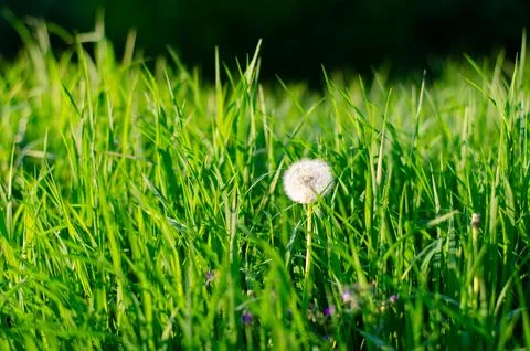 Dandelion Stock Photos