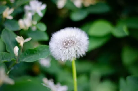 Dandelion Stock Photos