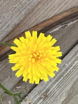 Dandelion Stock Photos