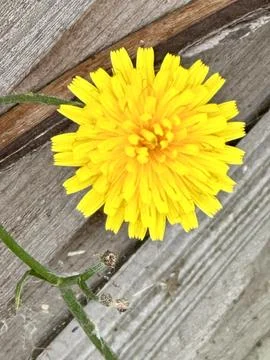 Dandelion Stock Photos