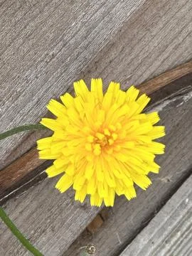 Dandelion Stock Photos