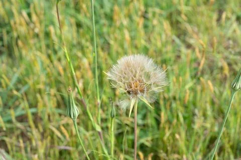 Dandelion 库存照片