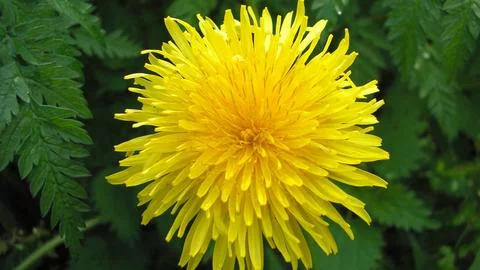 Dandelion. Foto stock