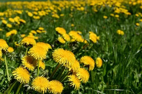 Dandelion Foto stock