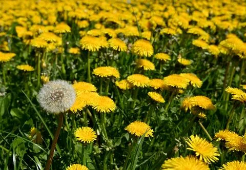 Dandelion Fotos de archivo