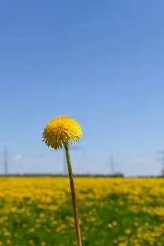 Dandelion Foto stock