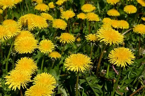 Dandelion 库存照片