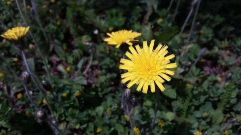 Dandelion Stock Photos