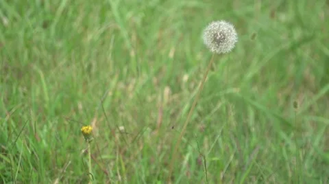 Dandelion Picked Stock Footage 41667372