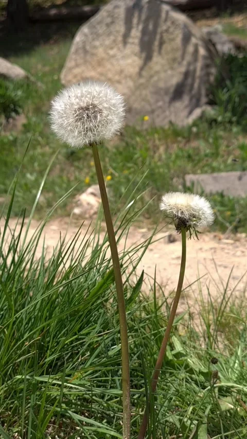 Dandelion plant against the wind Video stock 130906885