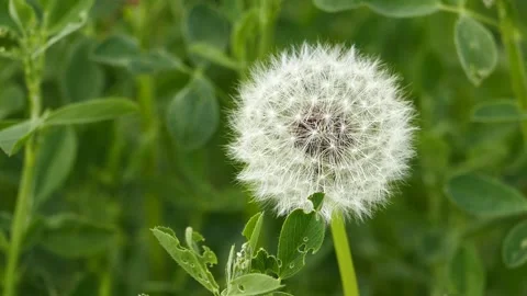 Dandelion plant and devil feather in nature,Dandelion pappus close-up, 動画素材 240433346