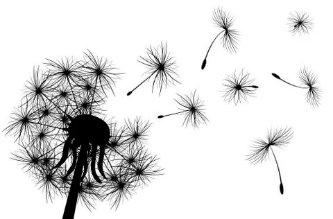Dandelion, plant Stock Illustration