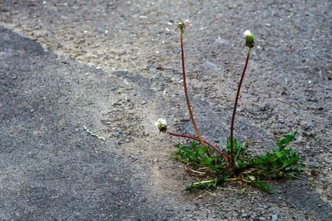 Dandelion plant makes its way through asphalt Stock Photos