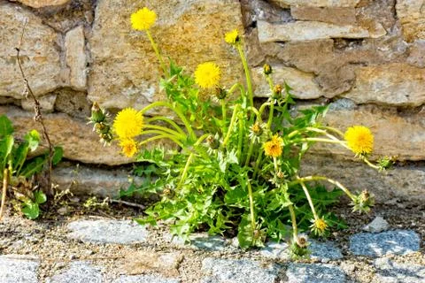Dandelion plant before a wall of stone Stock Photos