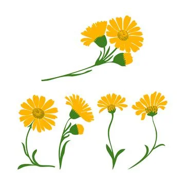 Dandelion plants set isolated on white background vector illustration. Daisy  Stock Illustration