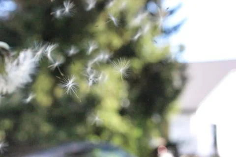 Dandelion pollen flying in wind Stockfoto's