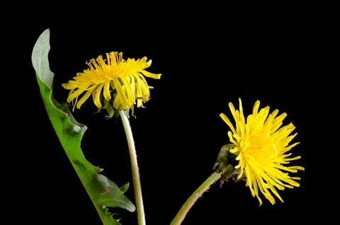 Dandelion portrait Stock Photos