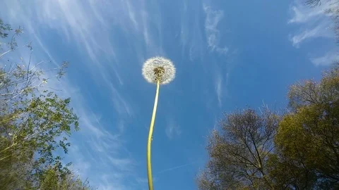 Dandelion is poured from the wind on a blue sky background. Video stock 81826705