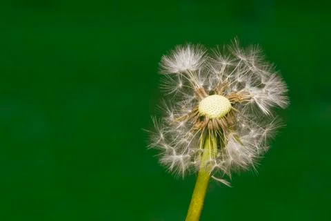 Dandelion Propagation Stock Photos