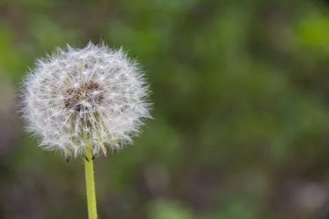 Dandelion puff closeup Stock Photos