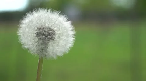 Dandelion puff Stock Footage 64841086
