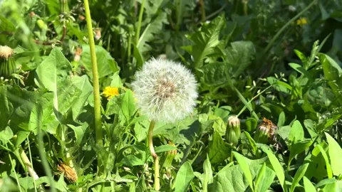 Dandelion Puff in a green grass, close-up. 4K footage Stock Footage 336712636