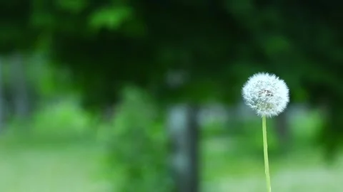 Dandelion puff moving gently in the wind, Video stock 328658813