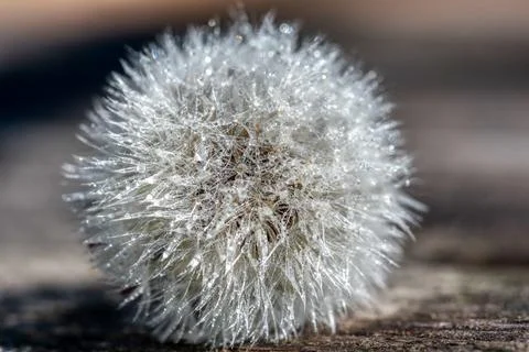 Dandelion Puff Stock Photos