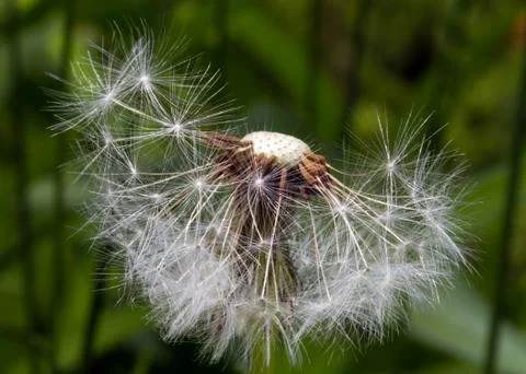 Dandelion Puffball 写真素材