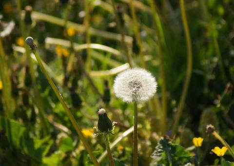 Dandelion Puffball Stock Photos