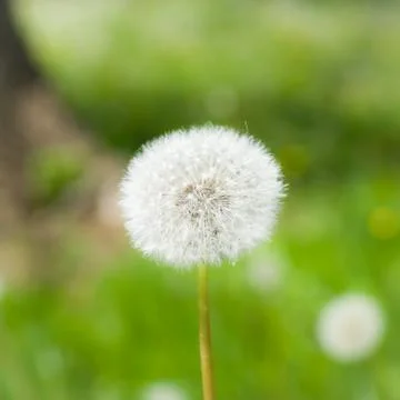 Dandelion Puffball Stock Photos