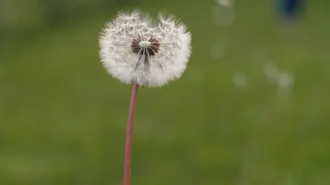 Dandelion Puffball Slow motion Stock Footage 296147406