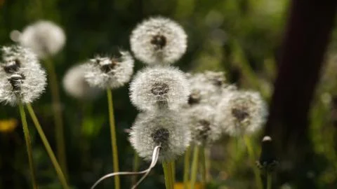 Dandelion Puffballs Stock Photos