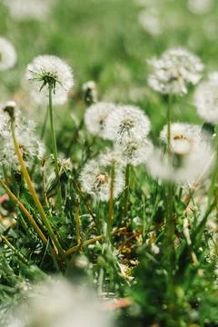 Dandelion Puffs Foto stock