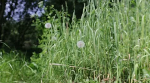 Dandelion push in reveal Video stock 11128619