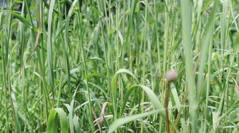 Dandelion R to L Stock Footage 11128759
