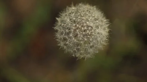 Dandelion in the rain Video stock 91569220