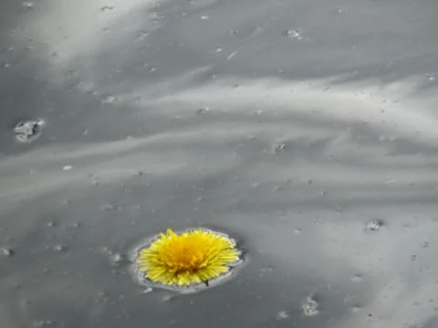 Dandelion in the rain waves. Stock Photos