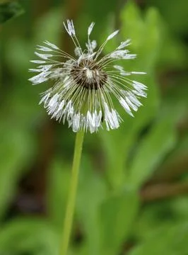 Dandelion with raindrops Stock Photos
