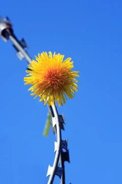 Dandelion On Razor Wire Stock Photos