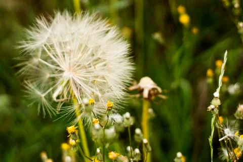 Dandelion ready to be blown Stock Photos