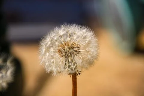 Dandelion ready to seed Foto stock